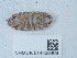  ( - NHMUK014438469)  @11 [ ] Unspecified (default): All Rights Reserved  Unspecified Unspecified