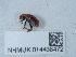  ( - NHMUK014438472)  @11 [ ] Unspecified (default): All Rights Reserved  Unspecified Unspecified