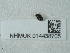  ( - NHMUK014438705)  @11 [ ] Unspecified (default): All Rights Reserved  Unspecified Unspecified
