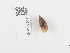  ( - NHMUK014536937)  @11 [ ] Unspecified (default): All Rights Reserved  Unspecified Unspecified