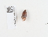  ( - NHMUK014536937)  @11 [ ] Unspecified (default): All Rights Reserved  Unspecified Unspecified