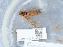  ( - NHMUK014536947)  @11 [ ] Unspecified (default): All Rights Reserved  Unspecified Unspecified