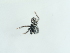  ( - NHMUK014537184)  @11 [ ] Unspecified (default): All Rights Reserved  Unspecified Unspecified