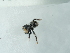  ( - NHMUK014537184)  @11 [ ] Unspecified (default): All Rights Reserved  Unspecified Unspecified
