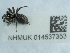  ( - NHMUK014537353)  @11 [ ] Unspecified (default): All Rights Reserved  Unspecified Unspecified