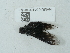  ( - NHMUK014561618)  @11 [ ] Unspecified (default): All Rights Reserved  Unspecified Unspecified