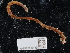  ( - NHMUK014562543)  @11 [ ] Unspecified (default): All Rights Reserved  Unspecified Unspecified