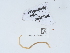  (Haplophilus - NHMUK015059730)  @11 [ ] Unspecified (default): All Rights Reserved  Unspecified Unspecified