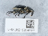  (Ablattaria laevigata - NHMUK015059930)  @11 [ ] Unspecified (default): All Rights Reserved  Unspecified Unspecified