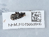  ( - NHMUK015059946)  @11 [ ] Unspecified (default): All Rights Reserved  Unspecified Unspecified