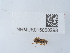  ( - NHMUK015060298)  @11 [ ] Unspecified (default): All Rights Reserved  Unspecified Unspecified