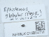  ( - NHMUK015074711)  @11 [ ] Unspecified (default): All Rights Reserved  Unspecified Unspecified