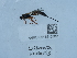  (Lissonota linearis - NHMUK015212882)  @11 [ ] Unspecified (default): All Rights Reserved  Unspecified Unspecified