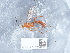  ( - NHMUK015214953)  @11 [ ] Unspecified (default): All Rights Reserved  Unspecified Unspecified