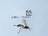  (Campoplex deficiens - NHMUK015214994)  @11 [ ] Unspecified (default): All Rights Reserved  Unspecified Unspecified