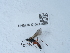  ( - NHMUK015214998)  @11 [ ] Unspecified (default): All Rights Reserved  Unspecified Unspecified