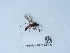  ( - NHMUK015214998)  @11 [ ] Unspecified (default): All Rights Reserved  Unspecified Unspecified