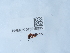  (Gelis meigenii - NHMUK015215005)  @11 [ ] Unspecified (default): All Rights Reserved  Unspecified Unspecified