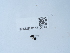  ( - NHMUK015215013)  @11 [ ] Unspecified (default): All Rights Reserved  Unspecified Unspecified