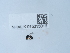 (Eurytoma mayri - NHMUK015215016)  @11 [ ] Unspecified (default): All Rights Reserved  Unspecified Unspecified