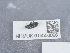  (Mecinus pyraster - NHMUK015550096)  @11 [ ] Unspecified (default): All Rights Reserved  Unspecified Unspecified