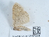  (Idaea fuscovenosa - NHMUK015550118)  @11 [ ] Unspecified (default): All Rights Reserved  Unspecified Unspecified