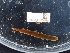  ( - NHMUK015556772)  @11 [ ] Unspecified (default): All Rights Reserved  Unspecified Unspecified