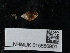  ( - NHMUK015556901)  @11 [ ] Unspecified (default): All Rights Reserved  Unspecified Unspecified