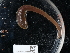  ( - NHMUK015556905)  @11 [ ] Unspecified (default): All Rights Reserved  Unspecified Unspecified