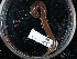  ( - NHMUK015556905)  @11 [ ] Unspecified (default): All Rights Reserved  Unspecified Unspecified