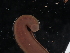  ( - NHMUK015556905)  @11 [ ] Unspecified (default): All Rights Reserved  Unspecified Unspecified