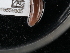  ( - NHMUK015556905)  @11 [ ] Unspecified (default): All Rights Reserved  Unspecified Unspecified