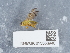 ( - NHMUK015556940)  @11 [ ] Unspecified (default): All Rights Reserved  Unspecified Unspecified