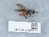  ( - NHMUK015557571)  @11 [ ] Unspecified (default): All Rights Reserved  Unspecified Unspecified