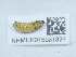  ( - NHMUK015931824)  @11 [ ] Unspecified (default): All Rights Reserved  Unspecified Unspecified