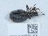  ( - NHMUK015931828)  @11 [ ] Unspecified (default): All Rights Reserved  Unspecified Unspecified