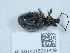  ( - NHMUK015931829)  @11 [ ] Unspecified (default): All Rights Reserved  Unspecified Unspecified