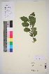  (Syringa josikaea - TROM_V_148450_sg)  @11 [ ] CreativeCommons - Attribution Non-Commercial Share-Alike (2016) Unspecified Tromsø University Museum