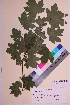  ( - TROM_V_100379_sg)  @11 [ ] CreativeCommons - Attribution Non-Commercial Share-Alike (2018) Unspecified Tromsø University Museum