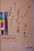  (Galium oelandicum - TROM_V_100943_sg)  @11 [ ] CreativeCommons - Attribution Non-Commercial Share-Alike (2018) Unspecified Tromsø University Museum