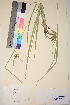  ( - TROM_V_103356_sg)  @11 [ ] CreativeCommons - Attribution Non-Commercial Share-Alike (2017) Unspecified Tromsø University Museum