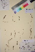  ( - TROM_V_105789_sg)  @11 [ ] CreativeCommons - Attribution Non-Commercial Share-Alike (2018) Unspecified Tromsø University Museum