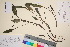  ( - TROM_V_106010_sg)  @11 [ ] CreativeCommons - Attribution Non-Commercial Share-Alike (2016) Unspecified Tromso University Museum