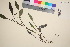  ( - TROM_V_106010_sg)  @11 [ ] CreativeCommons - Attribution Non-Commercial Share-Alike (2016) Unspecified Tromso University Museum