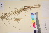  (Calamagrostis - TROM_V_108433_sg)  @11 [ ] CreativeCommons - Attribution Non-Commercial Share-Alike (2017) Unspecified Tromsø University Museum