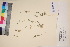  ( - TROM_V_112459_sg)  @11 [ ] CreativeCommons - Attribution Non-Commercial Share-Alike (2017) Unspecified Tromsø University Museum