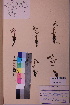  ( - TROM_V_113931_sg)  @11 [ ] CreativeCommons - Attribution Non-Commercial Share-Alike (2018) Unspecified Tromsø University Museum