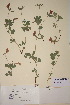  (Lotus - TROM_V_114328_sg)  @11 [ ] CreativeCommons - Attribution Non-Commercial Share-Alike (2018) Unspecified Tromsø University Museum