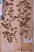  ( - TROM_V_114854_sg)  @11 [ ] CreativeCommons - Attribution Non-Commercial Share-Alike (2018) Unspecified Tromsø University Museum