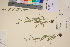  (Myosotis laxa laxa - TROM_V_115272_sg)  @11 [ ] CreativeCommons - Attribution Non-Commercial Share-Alike (2017) Unspecified Tromsø University Museum